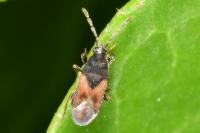 Tropistethus holosericus