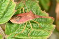 Gonocerus acuteangulatus
