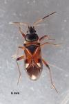 Raglius alboacuminatus