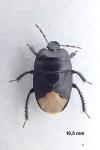 Cydnus aterrimus