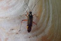 Miris striatus
