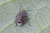 Holcogaster fibulata