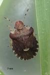 Dyroderes umbraculatus
