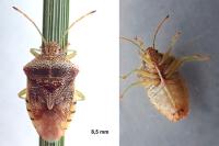 Elasmucha grisea