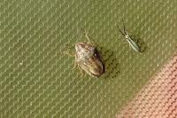 Neottiglossa leporina