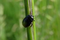 Legnotus limbosus