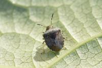Stagonomus venustissimus