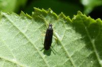 Phylus coryli