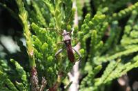Camptopus lateralis