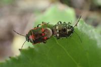 Eurydema oleracea
