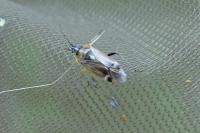 Harpocera thoracica