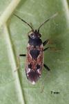 Rhyparochromus vulgaris
