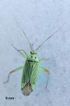 Mermitelocerus schmidtii