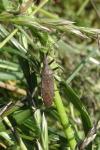 Dicranocephalus albipes