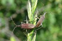 Dicranocephalus albipes