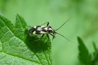 Grypocoris sexguttatus