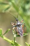 Rhynocoris annulatus