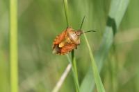 Carpocoris purpureipennis