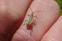 Leptopterna dolabrata