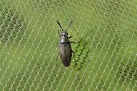 Heterocordylus