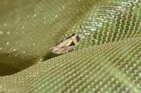 Xanthochilus quadratus