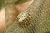 Peribalus strictus vernalis