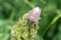 Dolycoris baccarum