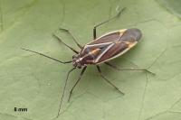 Horistus orientalis