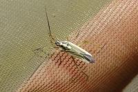Leptopterna dolabrata