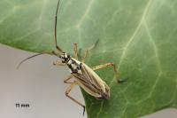 Leptopterna dolabrata