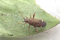 Closterotomus fulvomaculatus