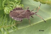 Enoplops scapha