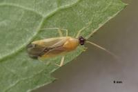 Phylus melanocephalus