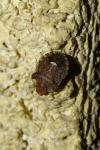 Dyroderes umbraculatus
