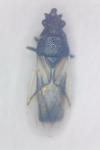 Metopoplax ditomoides
