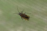 Horistus orientalis