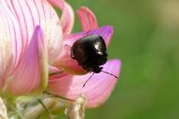 Coptosoma scutellatum