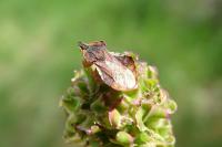 Phymata crassipes