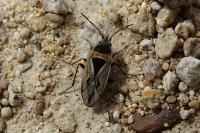 Xanthochilus quadratus
