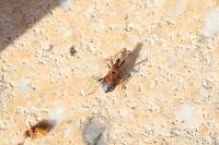 Himacerus mirmicoides