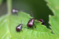 Picromerus bidens