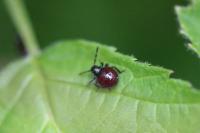 Picromerus bidens