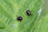 Picromerus bidens