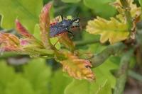 Rhynocoris annulatus