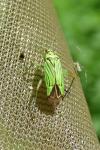 Mermitelocerus schmidtii