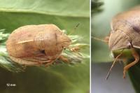 Eurygaster austriaca