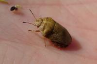 Eurygaster maura