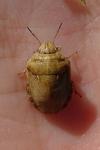 Eurygaster maura