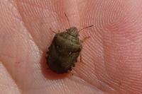 Eurygaster testudinaria