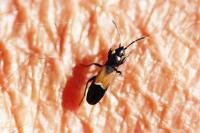 Pterotmetus staphyliniformis